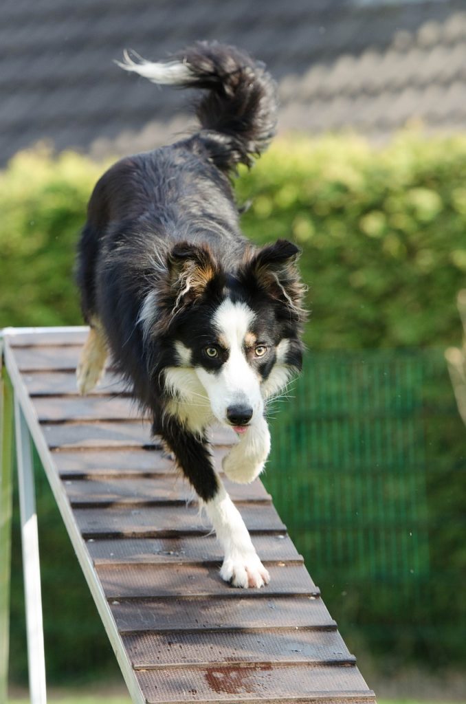 Perro en ejercicio de agility