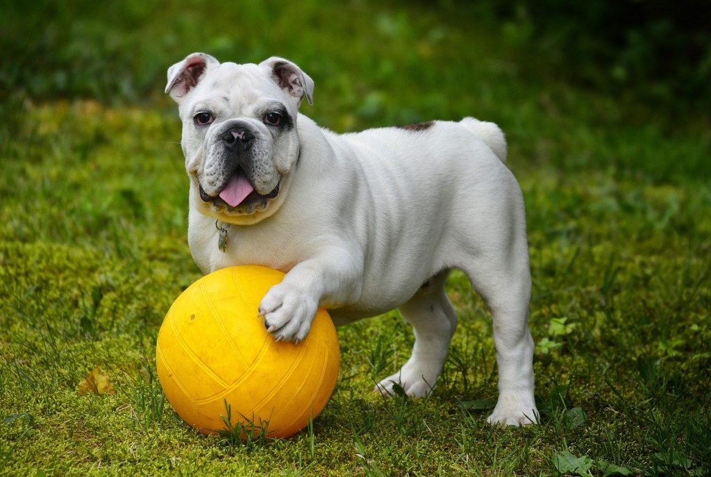 Perro Valencia